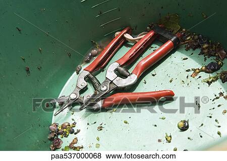 Pruning shears in bottom of bucket View Large Photo Image Stock Photo - Pruning shears in bottom of bucket. Fotosearch