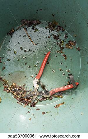 Pruning shears in bottom of dirty bucket View Large Photo Image Stock Image - Pruning shears in bottom of dirty bucket. Fotosearch