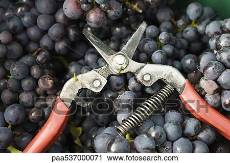 Stock Image - Pruning shears on heap of grapes. Fotosearch