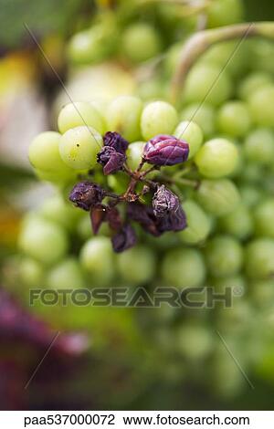Raisins and grapes on stem View Large Photo Image Stock Image - Raisins and grapes on stem. Fotosearch