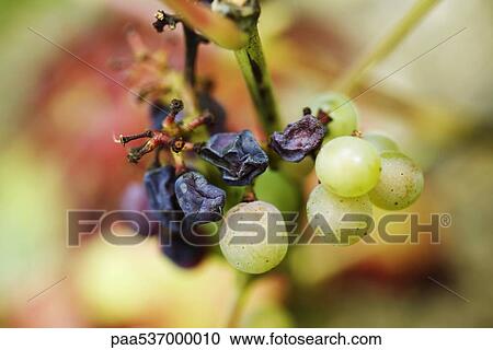 White grapes and raisins on stem, close-up View Large Photo Image Stock Image - White grapes and raisins on stem, close-up. Fotosearch