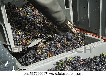Stock Photo - Worker transferring grapes to large bins, cropped. Fotosearch