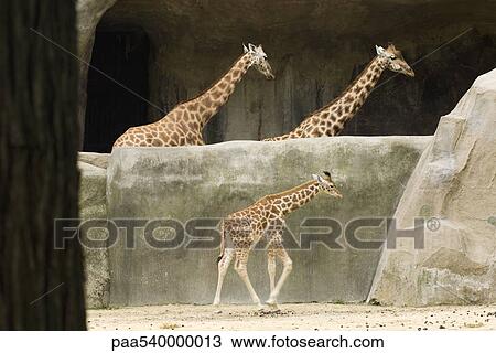 Stock Image - Adult and young giraffes (Giraffa camelopardalis). Fotosearch