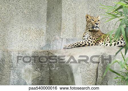 Amur leopard (Panthera pardus orientalis) View Large Photo Image Stock Photograph - Amur leopard (Panthera pardus orientalis). Fotosearch