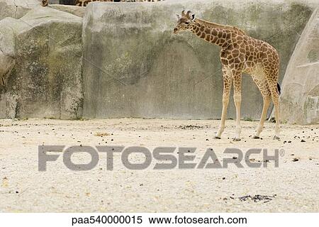 Baby giraffe (Giraffa camelopardalis) View Large Photo Image Stock Photography - Baby giraffe (Giraffa camelopardalis). Fotosearch
