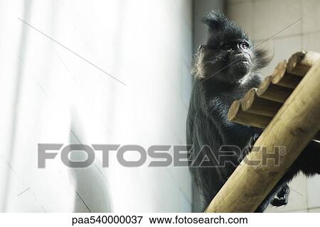 Black Mangabey (Lophocebus aterrimus) View Large Photo Image Stock Photo - Black Mangabey (Lophocebus aterrimus). Fotosearch