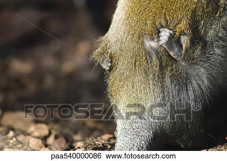 Black Mangabey (Lophocebus aterrimus) with cub View Large Photo Image Stock Photograph - Black Mangabey (Lophocebus aterrimus) with cub. Fotosearch