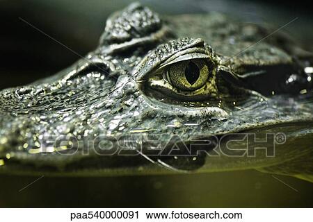 Caiman (Crocodilus yacare) View Large Photo Image Stock Image - Caiman (Crocodilus yacare). Fotosearch