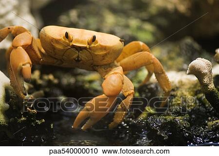 Clipperton Crab View Large Photo Image Stock Image - Clipperton Crab. Fotosearch
