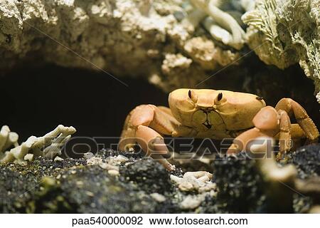 Stock Image - Clipperton Crab. Fotosearch