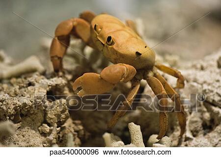 Clipperton Crab View Large Photo Image Stock Photograph - Clipperton Crab. Fotosearch