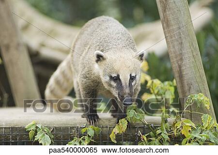 Coati on top of fence looking down View Large Photo Image Stock Photography - Coati on top of fence looking down. Fotosearch