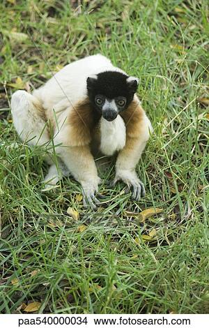 Diademed Sifaka (Propithecus diadema) View Large Photo Image Picture - Diademed Sifaka (Propithecus diadema). Fotosearch
