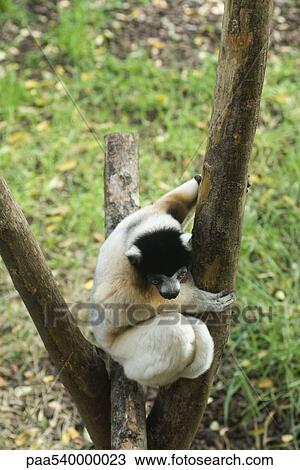 Stock Image - Diademed Sifaka (Propithecus diadema). Fotosearch