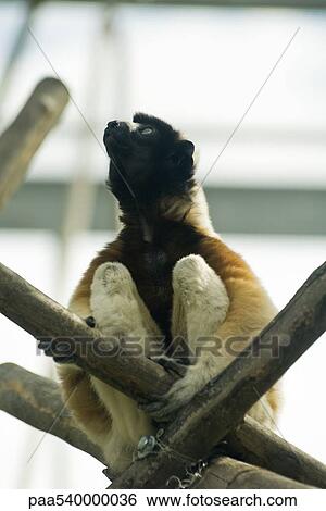 Stock Photograph - Diademed Sifaka (Propithecus diadema). Fotosearch