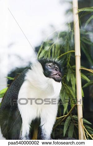 Stock Image - Diana Monkey (Cercopithecus diana). Fotosearch