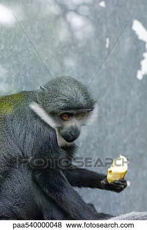 Diana Monkey (Cercopithecus diana), eating fruit View Large Photo Image Stock Photo - Diana Monkey (Cercopithecus diana), eating fruit. Fotosearch