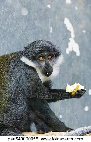 Diana Monkey (Cercopithecus diana), eating fruit View Large Photo Image Stock Photography - Diana Monkey (Cercopithecus diana), eating fruit. Fotosearch