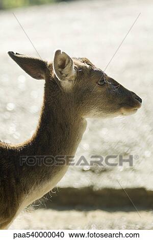 Stock Image - Doe (Dama dama). Fotosearch