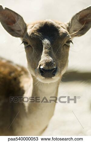 Doe (Dama dama) View Large Photo Image Stock Image - Doe (Dama dama). Fotosearch