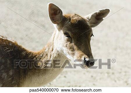 Doe (Dama dama) View Large Photo Image Stock Image - Doe (Dama dama). Fotosearch