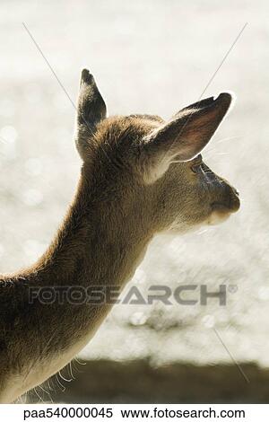 Stock Photography - Doe (Dama dama). Fotosearch