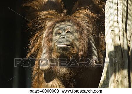 Female orangutan (Pongo pygmaeus) View Large Photo Image Stock Image - Female orangutan (Pongo pygmaeus). Fotosearch