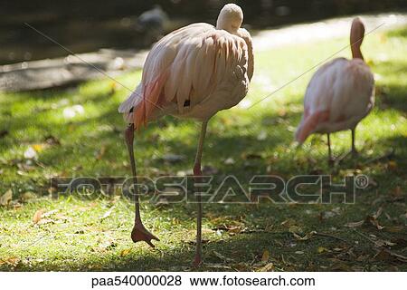 Flamingos, rear view View Large Photo Image Stock Photo - Flamingos, rear view. Fotosearch