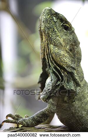 Frill-necked lizard (Chlamydosaurus kingii) looking up View Large Photo Image Stock Image - Frill-necked lizard (Chlamydosaurus kingii) looking up. Fotosearch