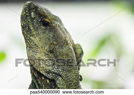 Frill-necked lizard (Chlamydosaurus kingii) close-up View Large Photo Image Stock Image - Frill-necked lizard (Chlamydosaurus kingii) close-up. Fotosearch