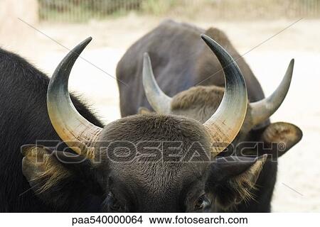 Gaur (Bos gaurus), close-up View Large Photo Image Picture - Gaur (Bos gaurus), close-up. Fotosearch