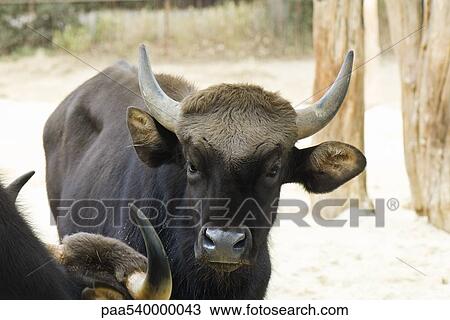 Gaur (Bos gaurus) View Large Photo Image Stock Image - Gaur (Bos gaurus). Fotosearch