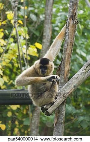 Picture - Gibbon. Fotosearch