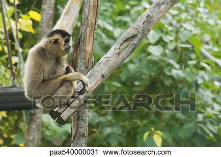 Gibbon View Large Photo Image Stock Image - Gibbon. Fotosearch