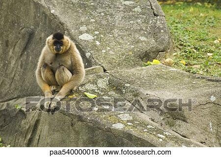Gibbon View Large Photo Image Stock Photo - Gibbon. Fotosearch