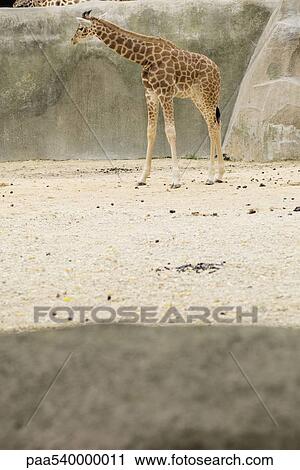Giraffe (Giraffa camelopardalis) View Large Photo Image Stock Image - Giraffe (Giraffa camelopardalis). Fotosearch