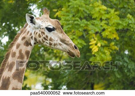 Giraffe (Giraffa camelopardalis) View Large Photo Image Stock Image - Giraffe (Giraffa camelopardalis). Fotosearch