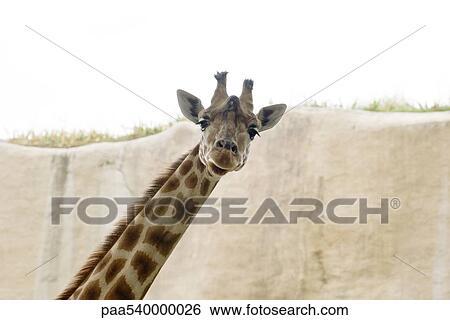 Stock Photograph - Giraffe (Giraffa camelopardalis). Fotosearch
