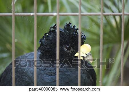Great Curassow (Crax rubra), caged View Large Photo Image Stock Photography - Great Curassow (Crax rubra), caged. Fotosearch