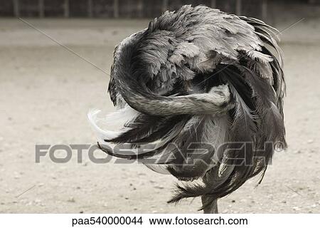 Greater Rhea (Rhea americana) View Large Photo Image Picture - Greater Rhea (Rhea americana). Fotosearch