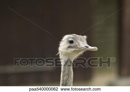 Greater Rhea (Rhea americana) View Large Photo Image Stock Image - Greater Rhea (Rhea americana). Fotosearch