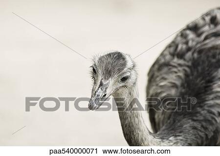 Greater Rhea (Rhea americana) View Large Photo Image Stock Image - Greater Rhea (Rhea americana). Fotosearch