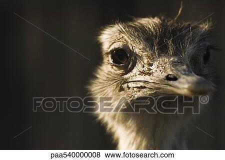 Greater Rhea (Rhea americana) View Large Photo Image Stock Photo - Greater Rhea (Rhea americana). Fotosearch