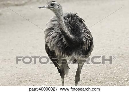 Greater Rhea (Rhea americana) View Large Photo Image Stock Photo - Greater Rhea (Rhea americana). Fotosearch