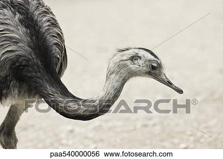 Greater Rhea (Rhea americana) View Large Photo Image Stock Photograph - Greater Rhea (Rhea americana). Fotosearch