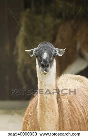 Stock Image - Guanaco (Lama guanicoe). Fotosearch