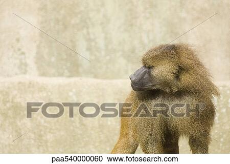 Stock Image - Guinea Baboon (Papio papio). Fotosearch