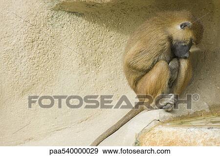 Stock Photo - Guinea Baboon (Papio papio). Fotosearch
