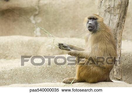 Guinea Baboon (Papio papio) View Large Photo Image Stock Photography - Guinea Baboon (Papio papio). Fotosearch