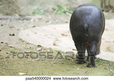 Hippopotamus (Hippopotamus amphibius), rear view View Large Photo Image Picture - Hippopotamus (Hippopotamus amphibius), rear view. Fotosearch